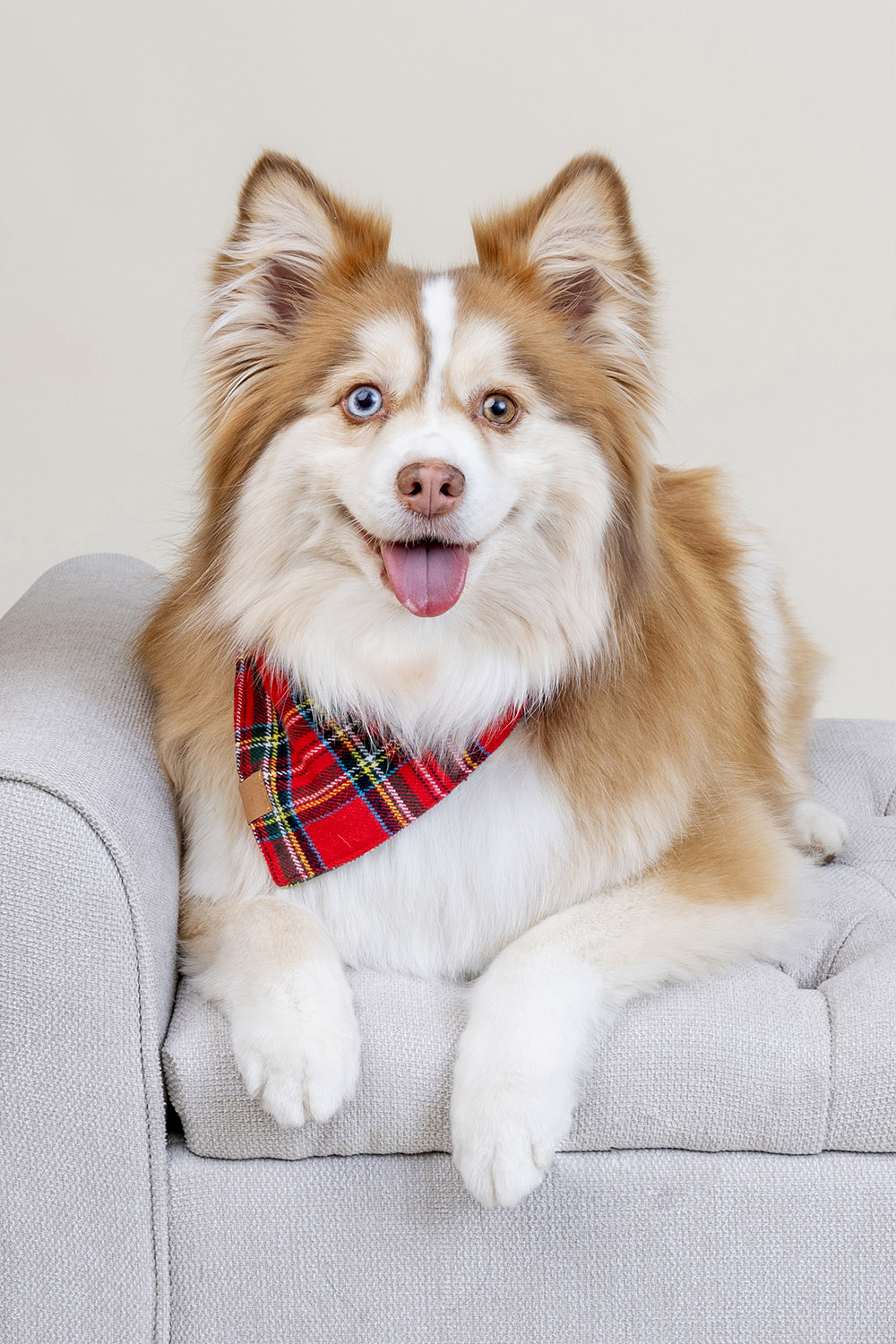 Pet Photography by Alison Taylor